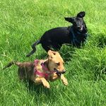 Baxter & Stella - @baxter_and_stella - Instagram