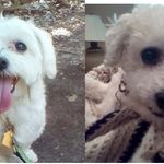 Baxter-left Stella-right - @stella_and_baxter - Instagram