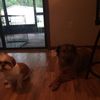 🐶Baxter🐶🐶Stella🐶❤️ - @ilovebaxterandstella - TikTok
