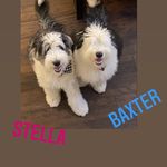 Stella 8/30/2018 - @stella_baxter_sheepdog_love - Instagram