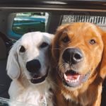 Stella & Baxter - @_thegoldensiblings - Instagram