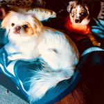 Stella and Baxter - @superstella_and_baxtertheboss - Instagram