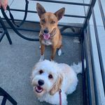 Stella and Baxter - @stellaandbax - Instagram