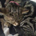 Stella Baxter - @stellathekitcat - Instagram