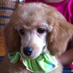 Stella Baxter Homan - @stellagirl153 - Instagram