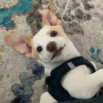 Stella Rue & Baxter too - @stellarue_baxtertoo - Instagram