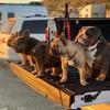 Stella+Kemo+Hercules+Baxter - @bluesbrotherssocal - TikTok