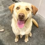 Stella Bear - @stellabeardog - Instagram