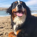 Stella Bear Dunn - @stellabeardunn - Instagram