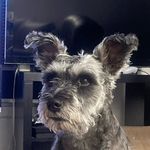 Stella - @beardedstella - Instagram