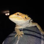 🦎stella🦎 - @beardie_.stella - Instagram