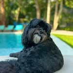 Stella Luna Beard - @stellalunabeard - Instagram