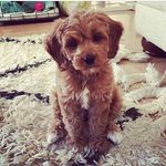Stella - @stella_bear_doodle - Instagram