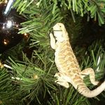 STELLA💚💜❤💙💛 - @stella_the_bearded_dragon - Instagram