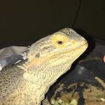 Stella - @stella_the_bearded_dragon_ - Instagram