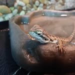 stella - @stella_the_beardie - Instagram