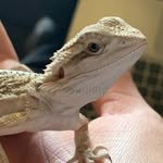 Stella - @stella_with_the_beard - Instagram