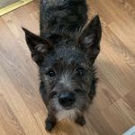 Stella - @stellathebeard - Instagram