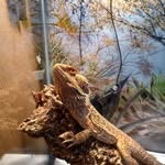 Stella - @stellathebeardedlady - Instagram