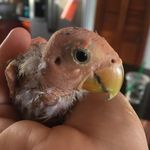 Naked_Stella_Bird - @naked_stella_bird - Instagram