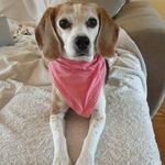 Stella Bird - @stellabirdbeagle_og - Instagram