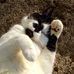 Stella Bird - Facebook