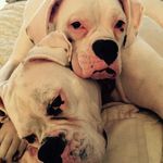 Stella Bird & Lucy Blue - @whiteboxerbabes - Instagram