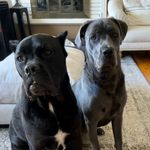 @stella_birdie_canecorsos - Instagram