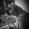 Stella Bishop - @must_luv_dogs711 - TikTok