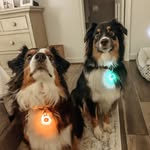 STELLA & BLAIRE - @stella_blaire_the_aussies - Instagram
