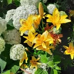 Stella Blair - @stella.blair.5602 - Instagram