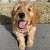 Stella Blair - @stellybellythedoodle - TikTok