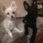 Bolt & Stella - @bolt_stella - Instagram