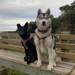 Bolt and Stella 🐶 - @bolt_stella.sperzel - Instagram