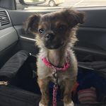 Stella Marie 🐾 - @stellabolt - Instagram