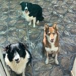 Stella🐾Flora🐾Bolt - @border.collie.jf - Instagram