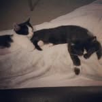 Stella and Boone - @stella_boone - Instagram