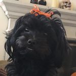 Stella Swan Bowen - @stellaswanbowen - Instagram