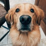 @stella_and_brady - Instagram
