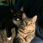 Stella and Brady - @stella_brady_kitties - Instagram