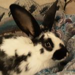Stella Brannon - @bunbunstella - Instagram