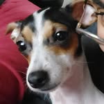 Cachorro Stella - @cachorro_stella - Instagram