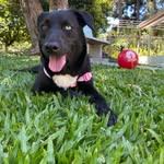 Stella 🐕‍🦺🐶 - @stellaartoiscachorra - Instagram