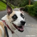 Stella - @cachorrinhastella - Instagram
