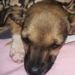 Stella Cruz - @stella.cachorrinha - Instagram