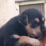 Stella_Dangalan29 - @stella_cachorra - Instagram