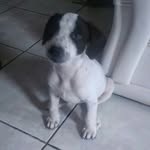 Stella - @stella.cachorrinea - Instagram