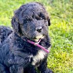 Stella Calloway Felicion - @soulpatchstella - Instagram