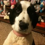 Stella Cameron - @stellaathedoggg - Instagram