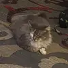 🎀 stella 💓 - @stella.cano1 - TikTok